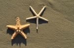 Starfish Stock Photo