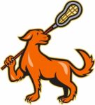 Dog With Lacrosse Stick Side View Stock Photo