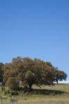 Quercus Ilex Tree Stock Photo