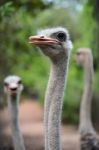 Ostrich Head Stock Photo