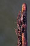 Red Bugs (lygaeus Equestris) On A Plant Stock Photo