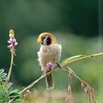 Spot-breasted Parrotbill Stock Photo