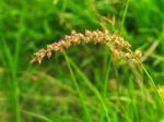 Burgrass Or Hedgehog Grass Stock Photo