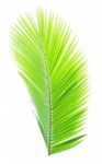 Coconut Leaf Isolated On White Background Stock Photo