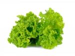 Lettuce Isolated On The White Background Stock Photo