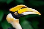 Great Hornbill Stock Photo