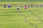 Farmers Working In Rice Field Stock Photo