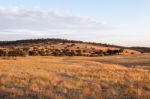 Dry Landscape Of Alentejo Region Stock Photo