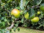 Apples Ripening On The Bough Stock Photo