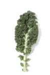 Curly Leaf Kale Stock Photo