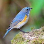 Male Red-flanked Bluetail Stock Photo