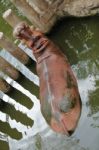 Hippo Resting In Water Stock Photo