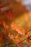 Maple Leaves Stock Photo