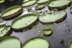 Victoria Regia - The Largest Water Lily In The World Stock Photo