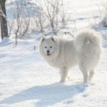 White Dog Samoyed Play On Snow Stock Photo