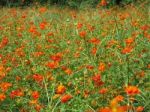 Flower Meadow Stock Photo