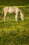 White Horse On A Landscape Field Of Yellow Flowers Stock Photo