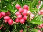 Carunda Or Karonda  (bengal-currants) Pink Fruit On Tree In The Garden.fruit For Health And High Vitamin Stock Photo