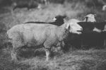 Sheep On The Farm During The Day Stock Photo