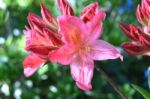 Flowers Rhododendron Stock Photo