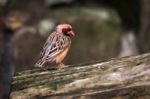 Red-billed Quelea (quelea Quelea) Stock Photo