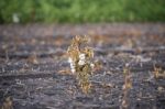 Cotton Field In Oakey Stock Photo