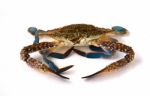 Raw Crab Stock Photo