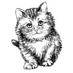 Lovely Kitten Hand Drawn Stock Photo