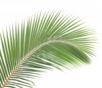 Coconut Leaf Isolated On White Background Stock Photo