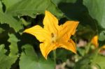 Pumpkin Flower And Bee Stock Photo