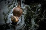 Asian Otter Stock Photo