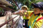 Primary Students Visit The Zoo, In The Jul 27, 2016. Bangkok Thailand Stock Photo