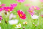 Cosmos With Beauty Stock Photo