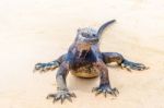 Marine Iguana On Galapagos Islands Stock Photo