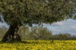 Almond Orchard In A Field Of Yellow Flowers Stock Photo