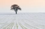 Winter Landscape Stock Photo