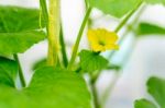 After Flowering Is Developing A Small Stock Photo