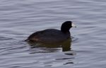 Beautiful Background With Amazing American Coot In The Lake Stock Photo