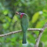 Male Red-bearded Bee-eater Stock Photo