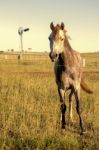 Horse In The Countryside Stock Photo