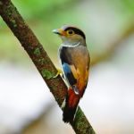 Female Silver-breasted Broadbill Stock Photo