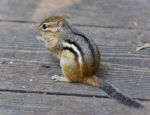 Image Of A Cute Funny Chipmunk Eating Something Stock Photo