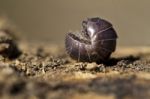 Pill Bug Stock Photo