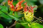 Gloriosa Superba Or Climbing Lily Flower Stock Photo