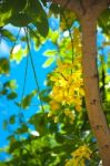 Cassia Fistula Golden Shower Tree ??????????? Stock Photo