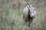 Bighorn Sheep (ovis Canadensis) Stock Photo