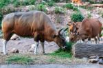 Brown Banteng And Calf Eating Grass Stock Photo