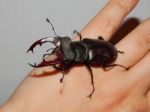 Large Beetle Stag Beetle Insects Stock Photo