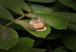 Do Not Disturb Snail Stock Photo