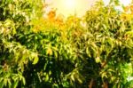 Mango Tree With A Blurred Picture Stock Photo